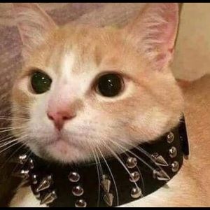 Meet your Posher, Rosa